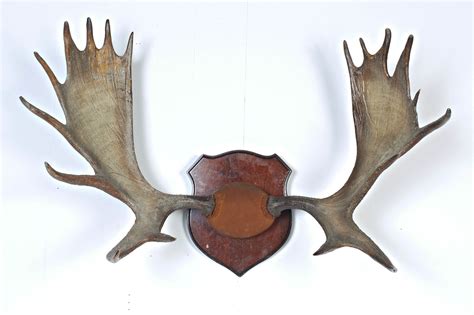 TX025 Moose Antlers Prop Rental | ACME Brooklyn