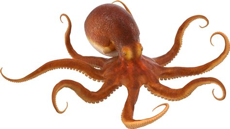 Octopus PNG images free download