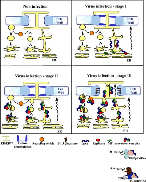 Viral Diffusion Model - Satu Trik