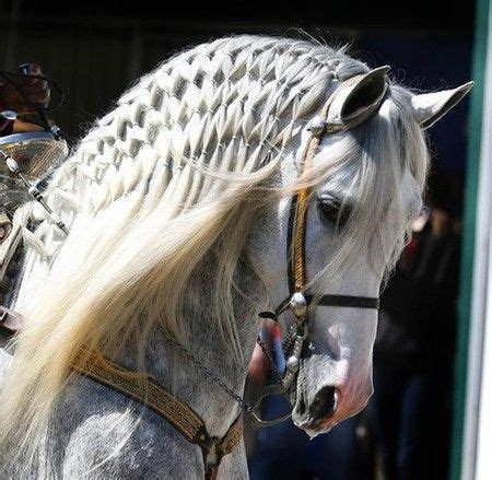 Braided Andalusian All The Pretty Horses, Beautiful Horses, Animals Beautiful, Beautiful Braids ...