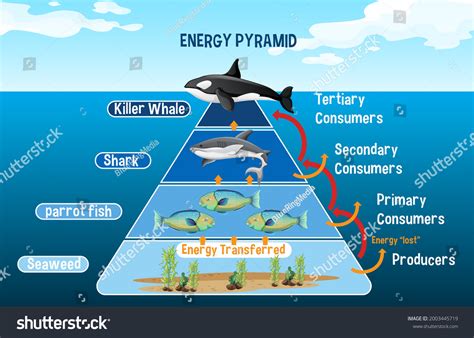 Marine Ecosystem Diagram