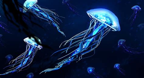 Underwater photography of blue jellyfishes HD wallpaper | Wallpaper Flare