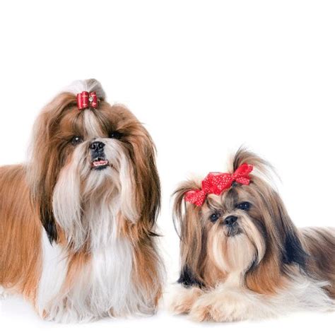 Shih Tzu Colors - Coat Patterns & Rare Colorings