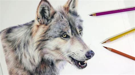 Realistic Pencil Wolf Drawing - bestpencildrawing