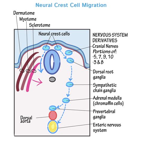 Embryology Glossary: Neural Crest Cell Differentiation | ditki medical ...