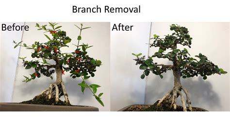 How to use regular trimming to create great bonsai trees ...