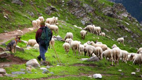 Why Do Sheep Need a Shepherd? - TheFarmLiving.Com