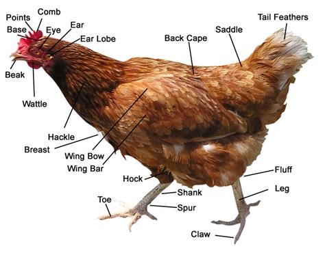 Chicken Anatomy, Digestive System - Chicken Farmers Union