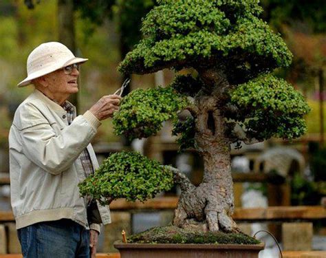 A True Gentleman & A Very Large Tree | Bonsai Bark