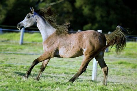 6 Main Types of Purebred Arabian Horses - Helpful Horse Hints