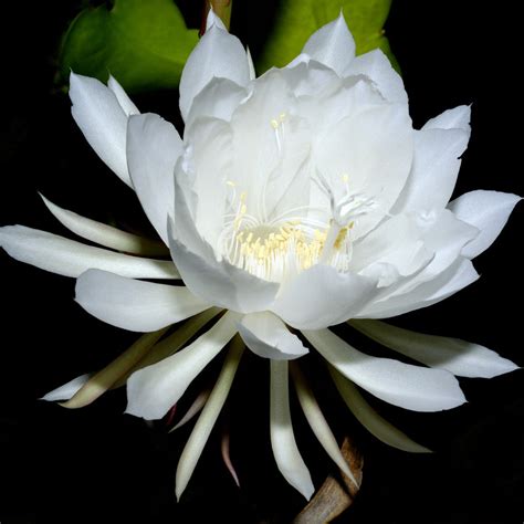 Epiphyllum Oxypetalum - Night Blooming Orchid Cactus – Easy To Grow Bulbs