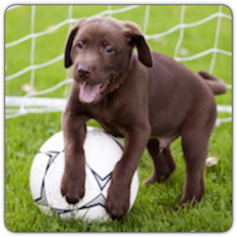 Cute dog playing soccer! | Cute dogs, Dogs, Pets