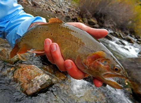 The Cutthroat Trout - Wild About Utah