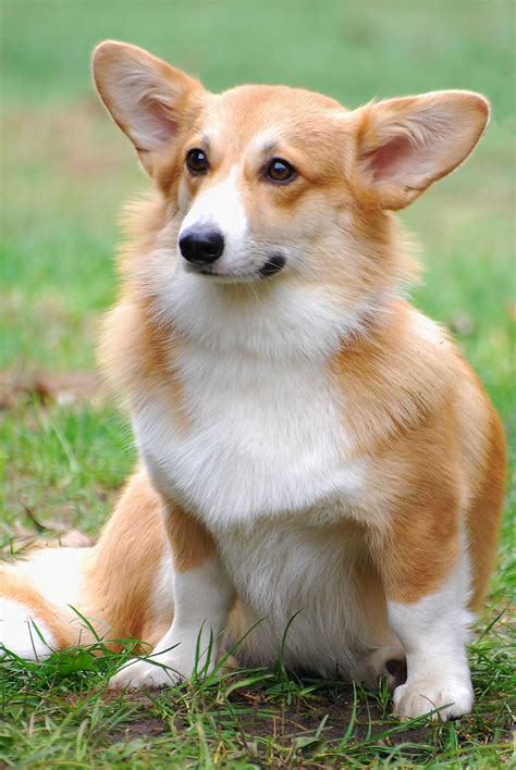 Everything Top Dog: Cardigan Welsh Corgi