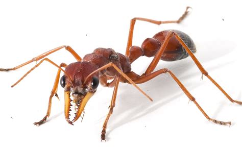 Bull ant venom could put the bite on pain - UQ News - The University of Queensland, Australia