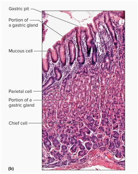 Stomach cells microscope Diagram | Quizlet