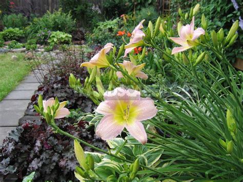 Daylilies In Garden Design - Best Landscape Ideas