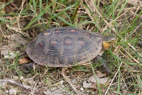 Chinese Box Turtle Facts and Pictures