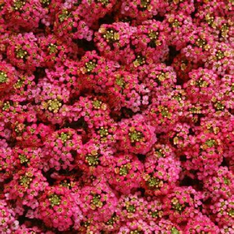 100 Alyssum Seeds Wonderland Deep Purple Ground Cover - Etsy