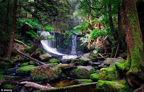 Apa Manfaat dan Fungsi Hutan Hujan Tropis? | Biologi Kelas 10