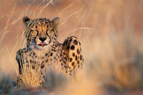 Acinonyx jubatus | Tropical Herping