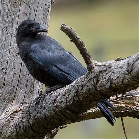 Forest Raven | About Tasmania