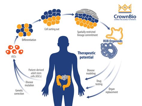 Using Organoids to Understand Colorectal Cancer Mechanisms and Development