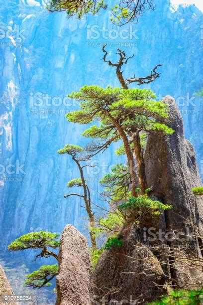 Huangshan Pine Trees Stock Photo - Download Image Now - Above, Agricultural Field, Anhui ...