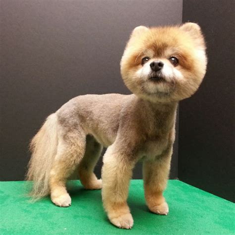 22 best images about Pomeranian haircut on Pinterest | Cute dogs images, Pomeranian haircut and ...