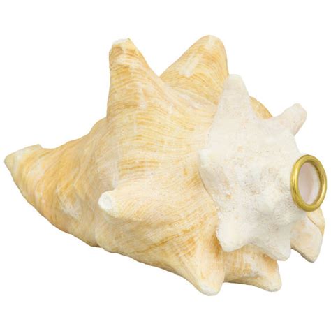 Conch Shell Horn | Sound Effects, Bird Calls | Accessories | Steve ...