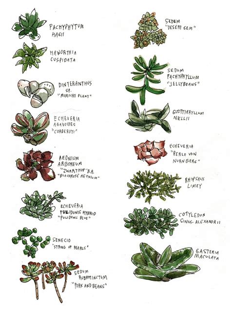 Succulent Types Long - Best Succulent Ideas