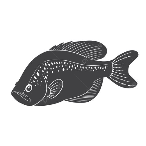 Crappie Vector PNG Images, Crappie Fish Vector, Crappie, Fish, Fishing PNG Image For Free Download