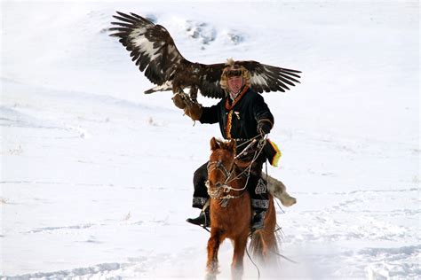 Falcon Images: Golden Eagle Hunting In Mongolia