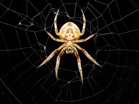 Spider Web Wallpaper HD - WallpaperSafari