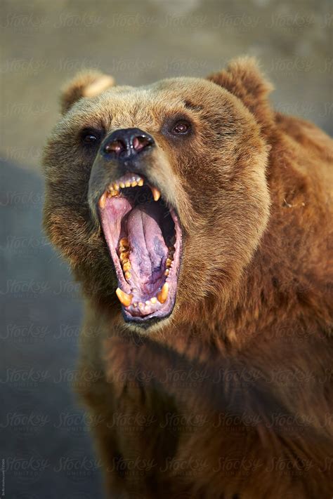 angry brown bear by Bo Bo - Animal, Bear - Stocksy United