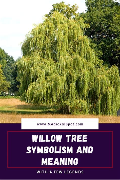 Willow Tree Symbolism and Meaning Explained [With A Few Legends]