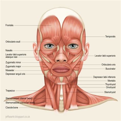 Jeff Searle: Muscles of the head and neck | Лицо, Упражнения, Анатомия