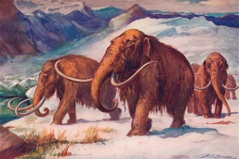 Woolly mammoths could be back from extinction in just 2 years