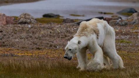 What should we think about the starving polar bear? – Transformative ...