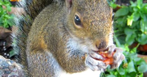 A Squirrel Eating Nuts · Free Stock Video