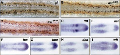 Control of her1 expression during zebrafish somitogenesis by a Delta-dependent oscillator and an ...