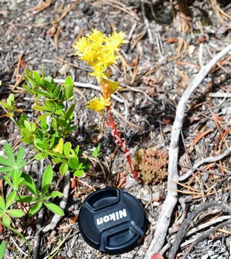 Alpine (and Arctic) Tundra Plant Adaptations – Biogeography Teaching and Research Lab