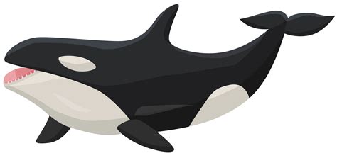 Orca Transparent PNG Clip Art Image | Gallery Yopriceville - High-Quality Free Images and ...