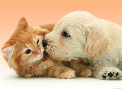 HD wallpaper: Puppy Dog kissing cat, cat and dog, animal, fun ...