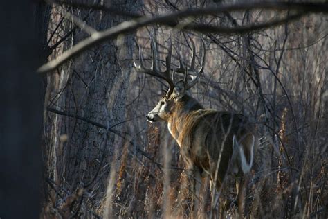 Big Whitetail Buck Wallpaper - WallpaperSafari