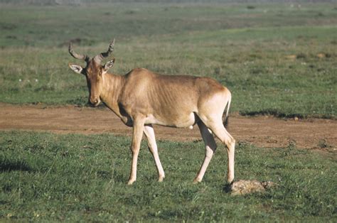 Hartebeest | African Antelope, Adaptable Mammal | Britannica