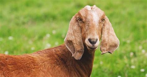 Nubian Goat: Breed Info, Characteristics, Breeding, and Care