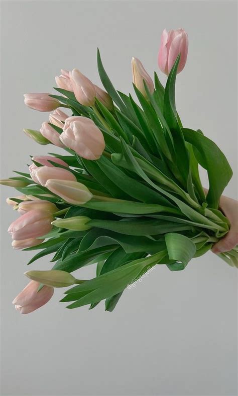 light pink tulip background Flower Wallpaper, Phone Wallpaper, Fresh ...