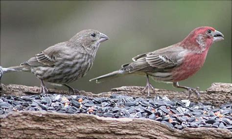 Female and Male House Finch. Check this site for info on telling the difference between a House ...