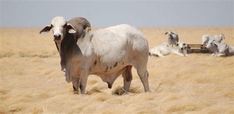 Brahman cattle reveal their genetic secrets - Beef Central